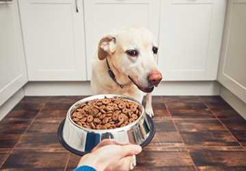 When to Transition from Puppy Food to Adult Dog Food