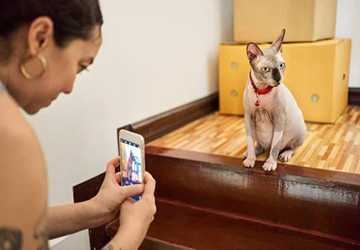 Who Are the Most Famous Pets on Social Media