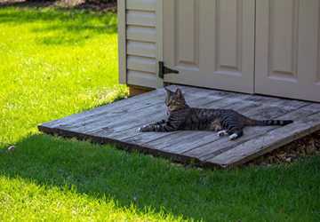 When Is It Safe to Let Your Cat Roam Outside